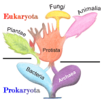 Eucariogénesis