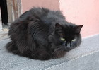 gata_felipa
