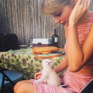 gatito_taylor_mirada_bravoporti