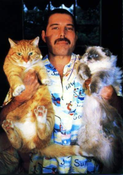 mercury gato