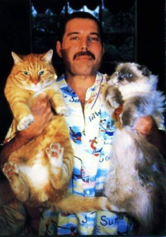 mercury gato