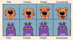 estados de animo del gato