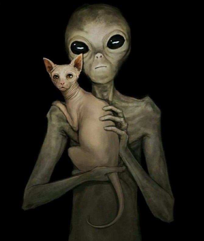gato y gris