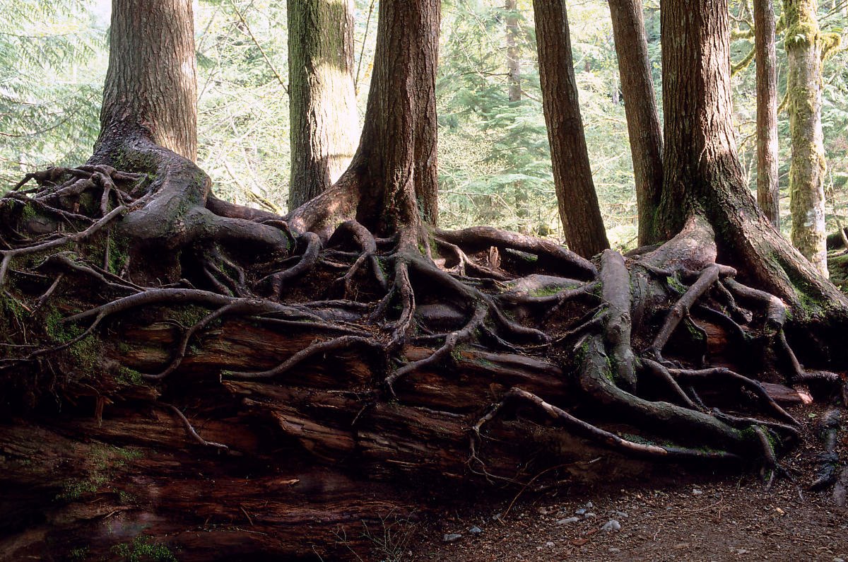 nurse log