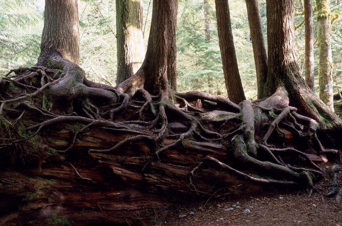 nurse log