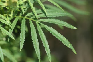 Tagetes_minuta_leaf